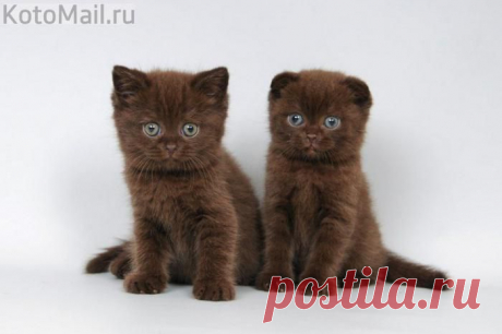 Глазастые братья! | KotoMail.ru