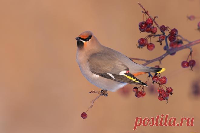 Скачать обои животные, свиристели, осень, ягоды, фон, птица, ветка, плоды, свиристель, боярышник из раздела Животные, в разрешении 3072x2049