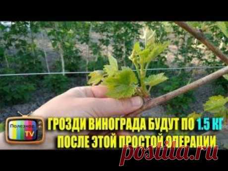 ✔ Подпишись - https://www.youtube.com/channel/UC1Apwh59z8ff7ETT7aJNOxg ✔ Инстаграм - https://www.instagram.com/poleznoe_tv/ ✔ Моя страница в ВК - https://vk....