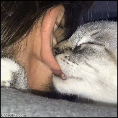CAT GIF • Crazy Cat