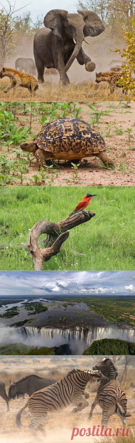 Национальный парк Чобе: живописный оазис Африки (Ботсвана) - Путешествуем вместе