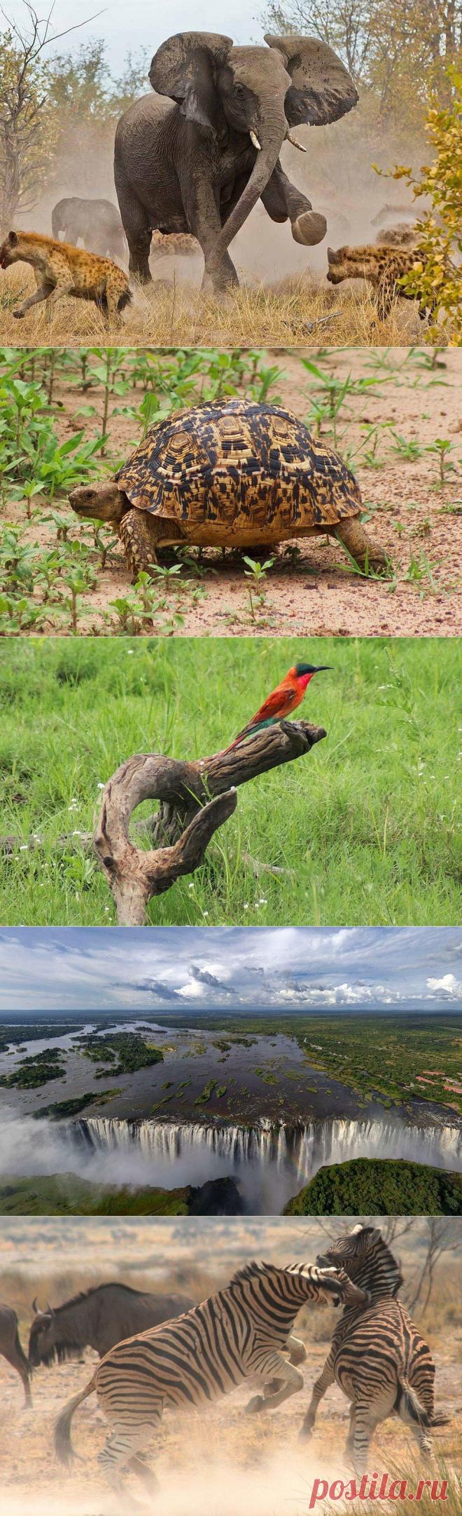 Национальный парк Чобе: живописный оазис Африки (Ботсвана) - Путешествуем вместе