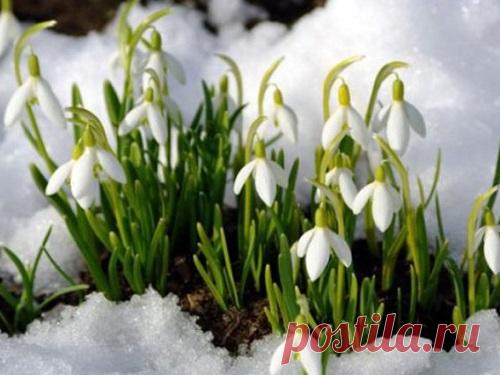 Народные приметы на март 2020 года Март — первый месяц весны, когда природа начинает пробуждаться от зимней спячки. Народные приметы помогут провести первый весенний месяц удачно и отвести беды от себя и своей семьи.