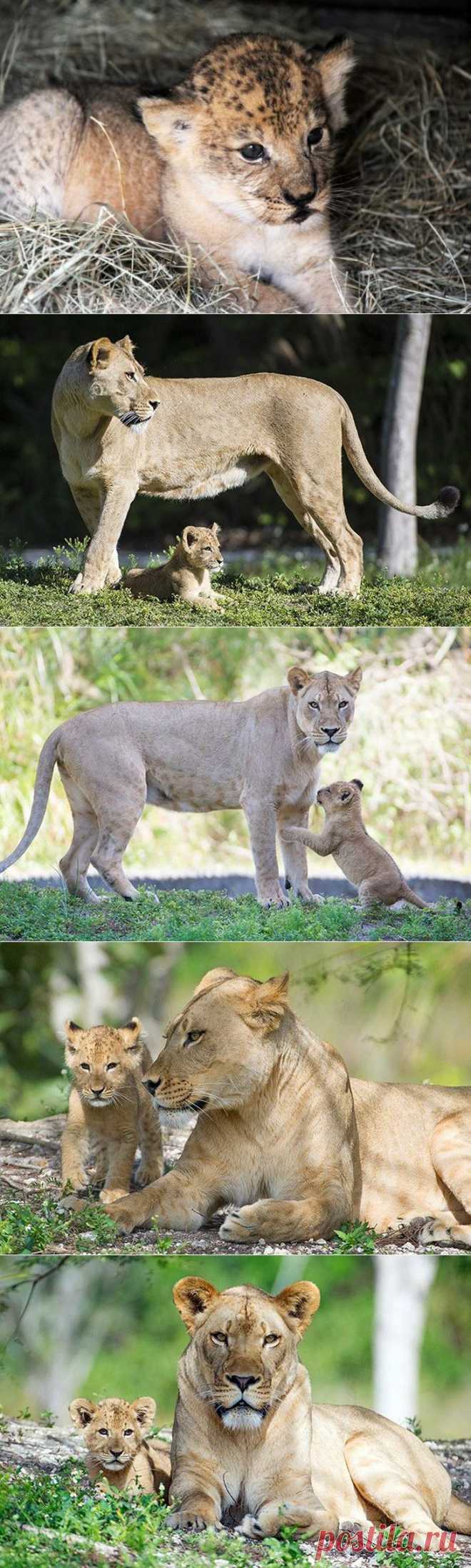 Львенок впервые вышел на публику / Питомцы