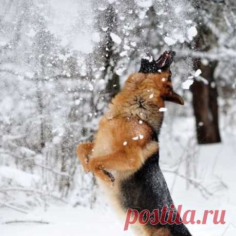 Шикарные фотографии)