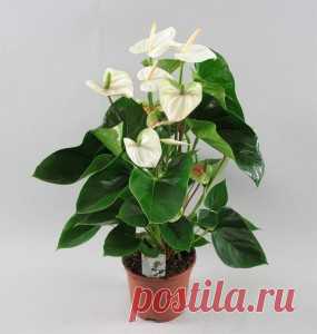 Сказки для взрослых. О домашнем цветке