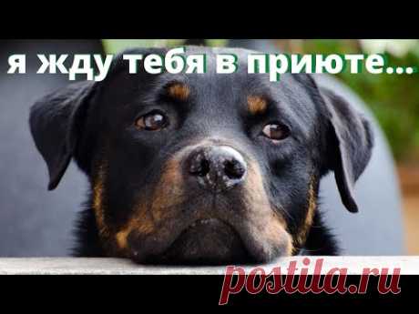 Приют для собак и кошек нужен городу Мытищи. Сейчас животных увозят в Ярославскую область