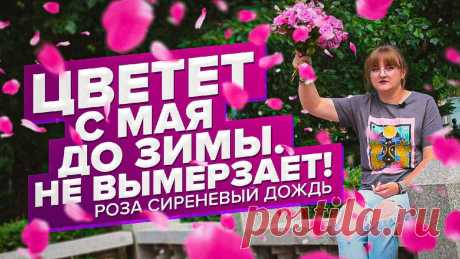 НЕПРЕРЫВНО ЦВЕТЕТ ПОЛГОДА! РОЗА СИРЕНЕВЫЙ ДОЖДЬ | Дачные советы. Семена Алтая | Яндекс Дзен