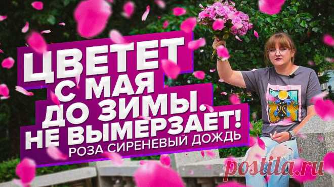НЕПРЕРЫВНО ЦВЕТЕТ ПОЛГОДА! РОЗА СИРЕНЕВЫЙ ДОЖДЬ | Дачные советы. Семена Алтая | Яндекс Дзен