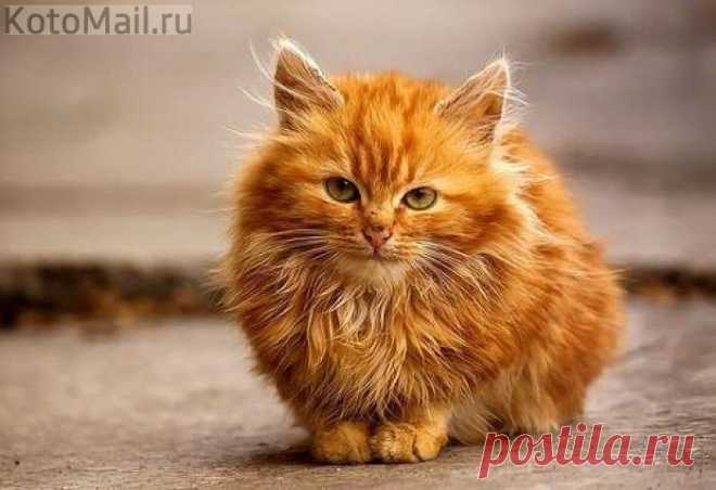 Не проходите мимо..., я вам счастье принесу