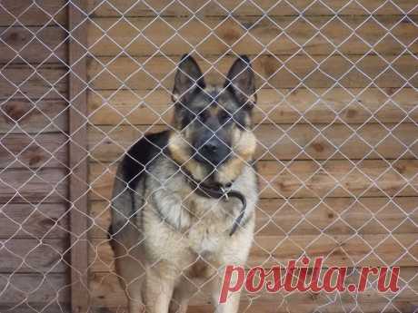 В вольере Барракуда