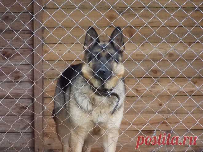 В вольере Барракуда