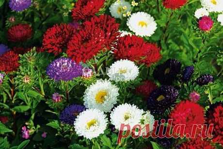 Уход за астрами, совет специалиста