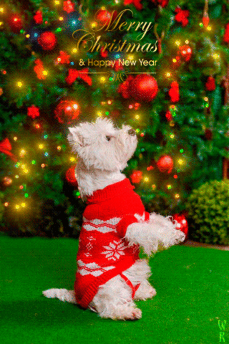 Merry Christmas!