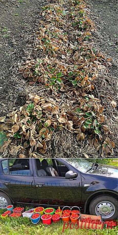 Дача ВИКТОРиЯ: Весенние работы с клубникой