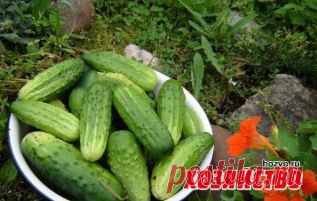 Почему горчат огурцы