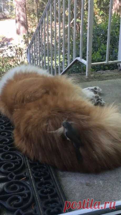 Don't Mind Me. I Just Need Some Of This Nice Fur For My New Nest. Thanks! #dog #bird #funny #funnypetgifs #gif