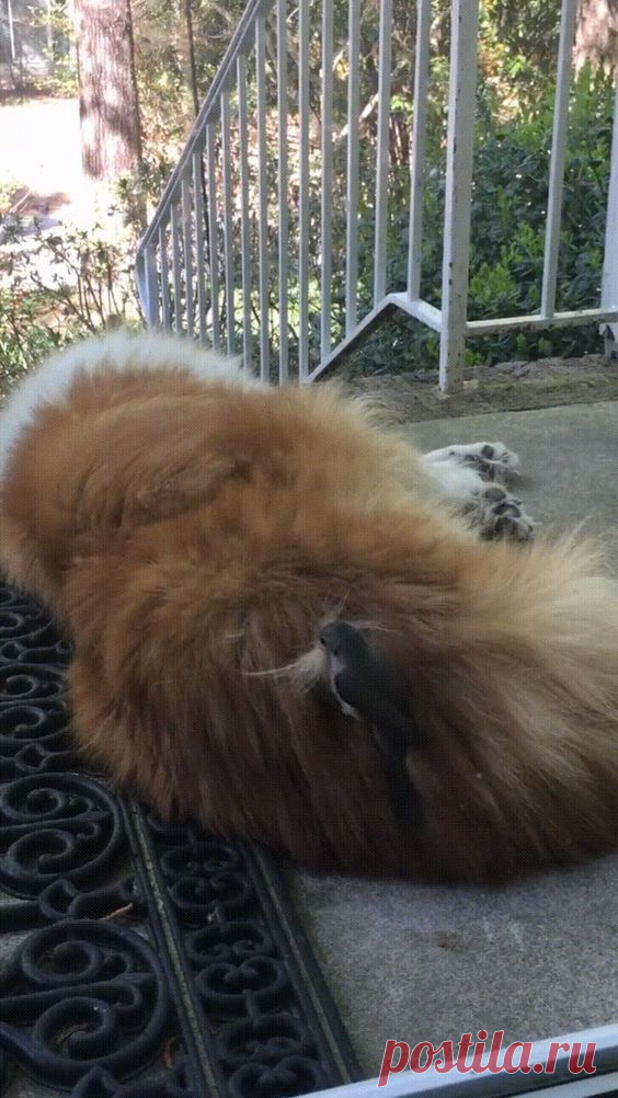 Don't Mind Me. I Just Need Some Of This Nice Fur For My New Nest. Thanks! #dog #bird #funny #funnypetgifs #gif