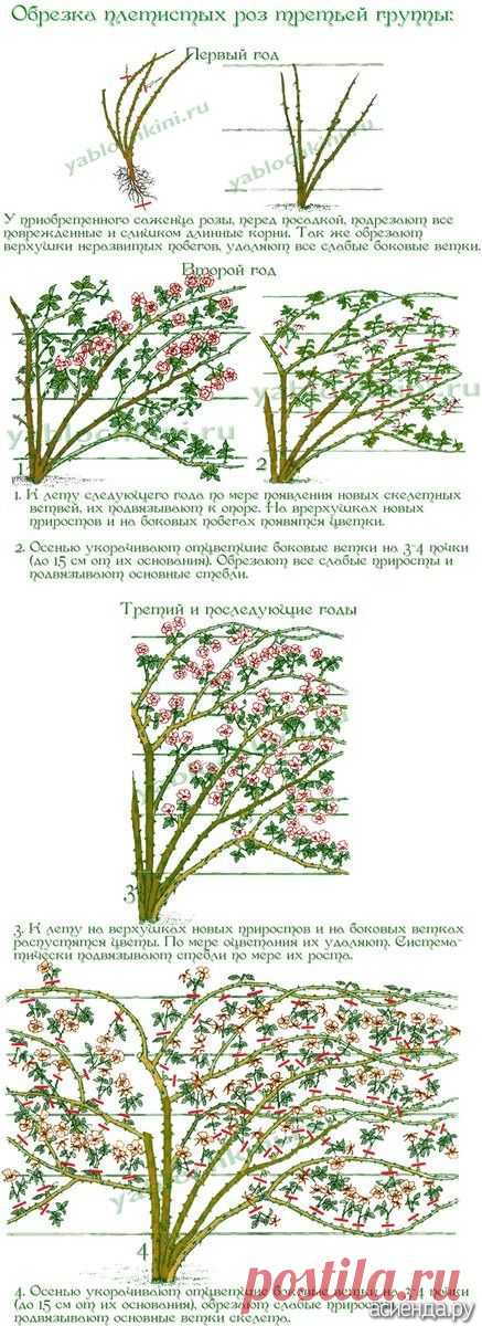 (732) Pinterest