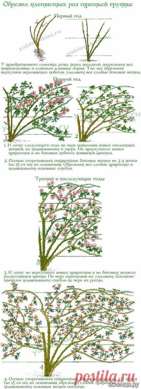 (732) Pinterest