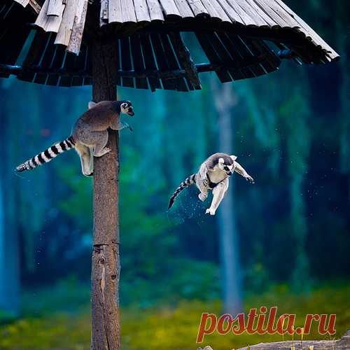 Я все равно научусь летать!