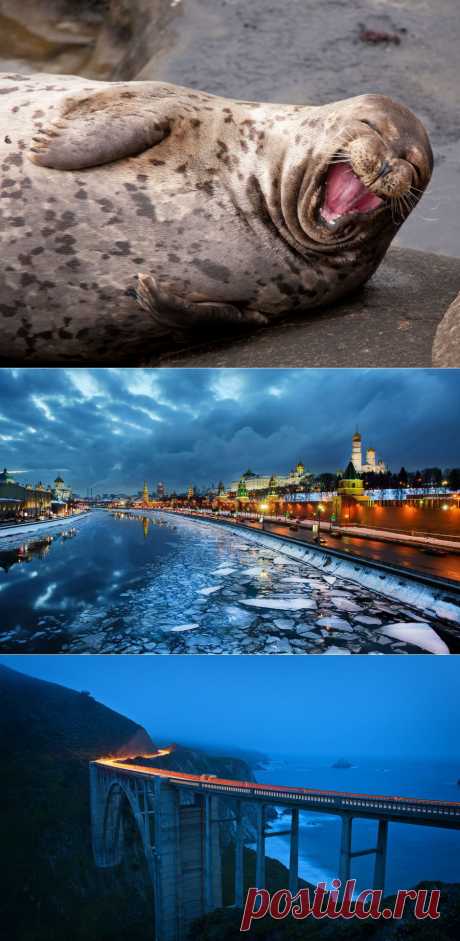 Яндекс.Картинки: поиск изображений в интернете, поиск по картинке