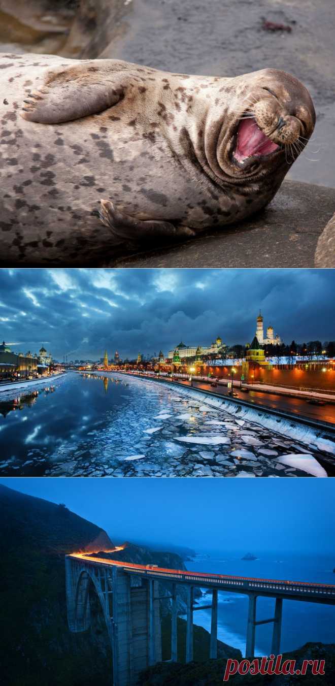 Яндекс.Картинки: поиск изображений в интернете, поиск по картинке