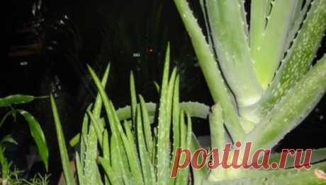 How to Start Aloe Plants From a Mother Plant | Garden Guides