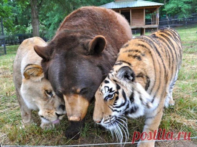 Необычная дружба — уже 13 лет они вместе • НОВОСТИ В ФОТОГРАФИЯХ