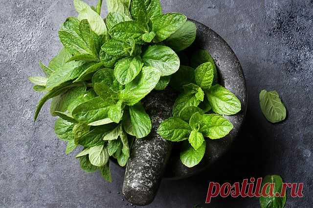 Ароматное лекарство. Какие «дачные» травы помогут укрепить здоровье? | Здоровая жизнь | Здоровье | Аргументы и Факты