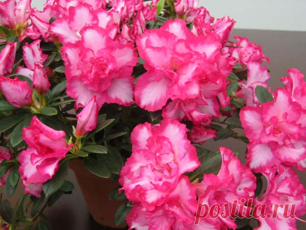 Запись на стене УХОД ЗА АЗАЛИЕЙЛетом азалия нуждается в обильном поливе и опрыскивании. Вода для полива должна быть мягкой, очищенной от хлора. Рекомендуется один раз в неделю поливать азалию слегка подкисленным раствором (в 1 литре воды растворить ½ чайной ложки лимонной кислоты).Подкармливать с..