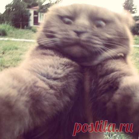 Селфи котов из социальных сетей