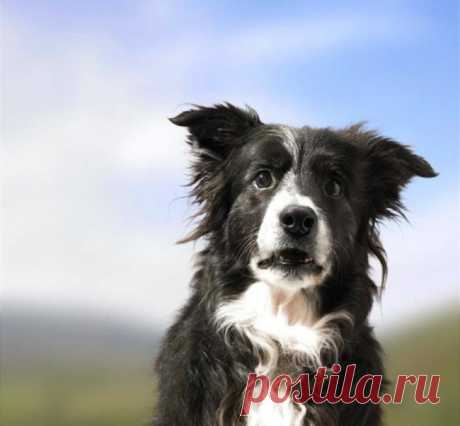 Животные тоже умеют удивляться