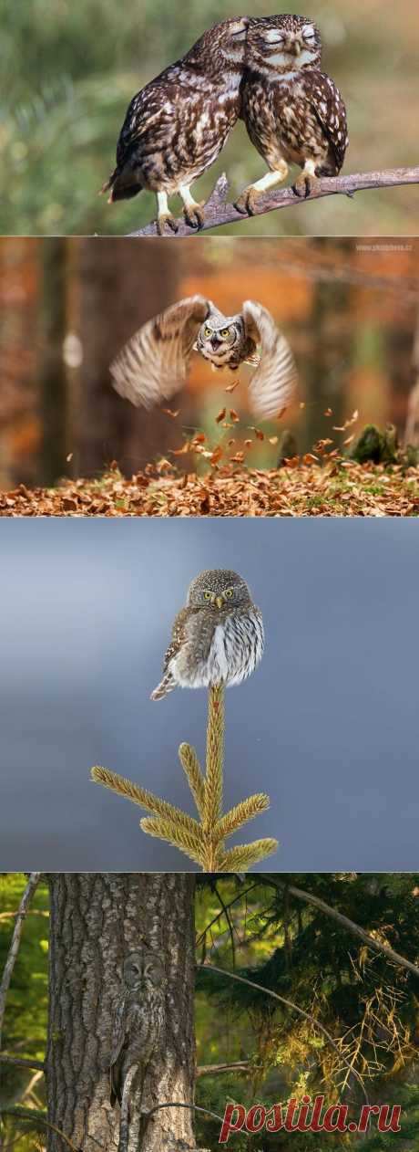 18 фотографий, которыми совы могут гордиться • НОВОСТИ В ФОТОГРАФИЯХ