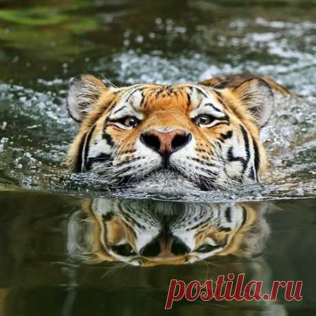 Тигры – дикий животный магнетизм
