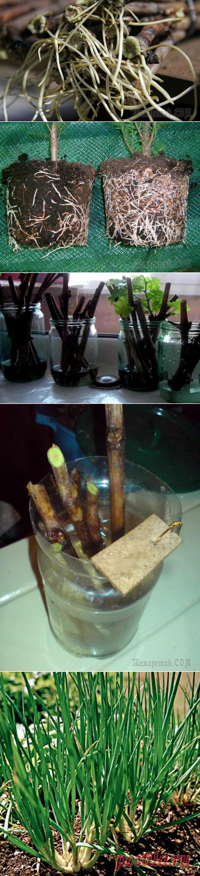 Эффективные стимуляторы корнеобразования и методы их использования