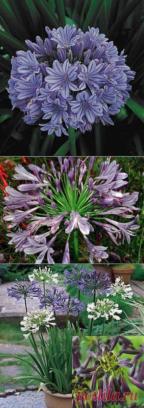 АГАПАНТУС (AGAPANTHUS) | Наш уютный дом