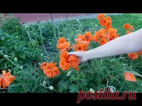Правила посадки, выращивания и ухода за маком восточным многолетним - Райский сад