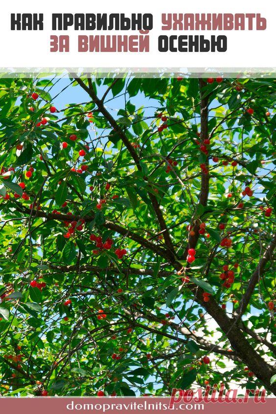 Как гласит поговорка, готовить сани нужно летом, поэтому необходимо правильно ухаживать за вишней осенью, чтобы в сезон получить богатый урожай. #ухаживать #вишня #сад #огород #дача #участок