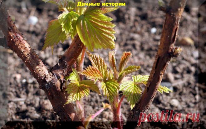 Весенняя подкормка малины. Ничего сложного, но есть один важный нюанс | Дачные истории | Яндекс Дзен