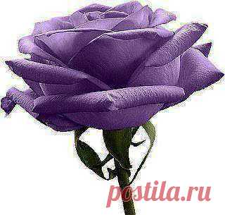 розы