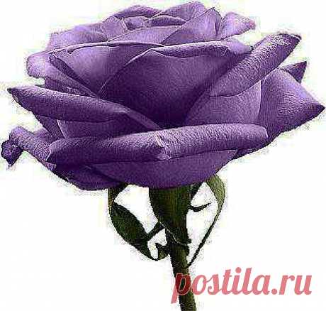 розы