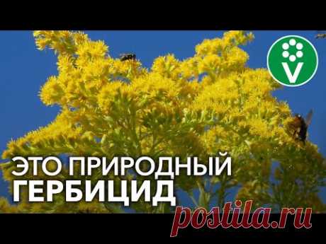 ЭТОТ ЦВЕТОК ИЗБАВИТ УЧАСТОК ОТ СОРНЯКОВ И ПОВЫСИТ ПЛОДОРОДИЕ ПОЧВЫ!