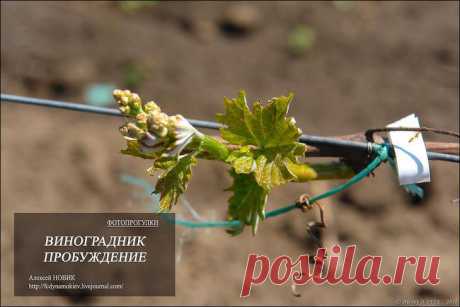 Фотопрогулка. Виноградник. Пробуждение