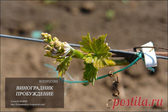 Фотопрогулка. Виноградник. Пробуждение