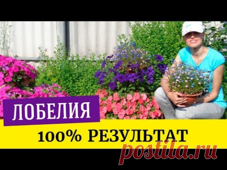 Как посеять лобелию. Легкий и проверенный способ