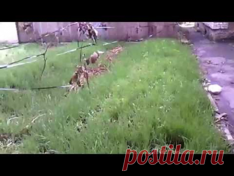 Посадка картошки в конце октября. Прямо в сидерат. - YouTube