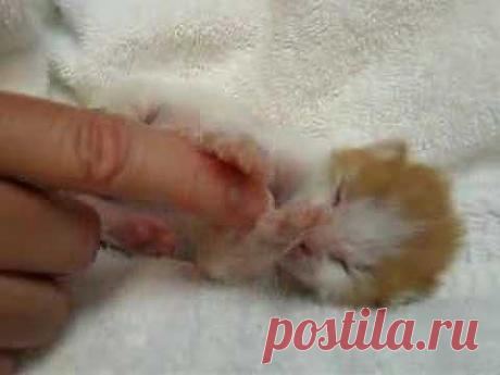 ▶ sweet kitty - YouTube