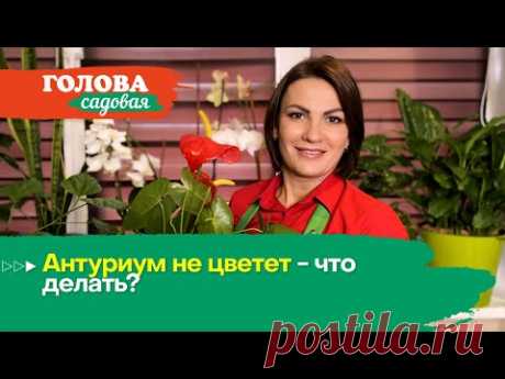 Голова садовая - Антуриум не цветет - что делать?