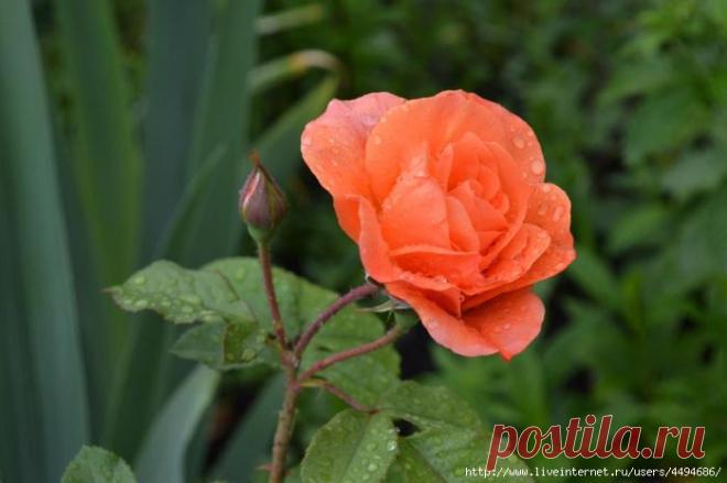 Заходите в мой сад - погулять!!! (15.06.2014).